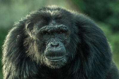 1 day Fishing and Chimpanzee Island tour