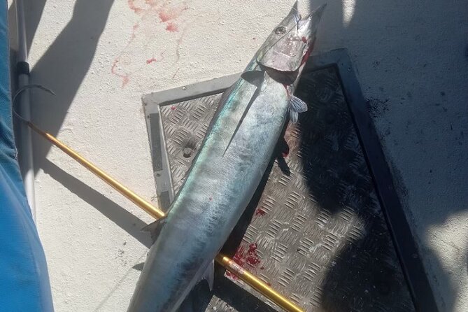 3-Hour Fishing Trip in Waikiki - Turtles, dolphins, and seasonal whales