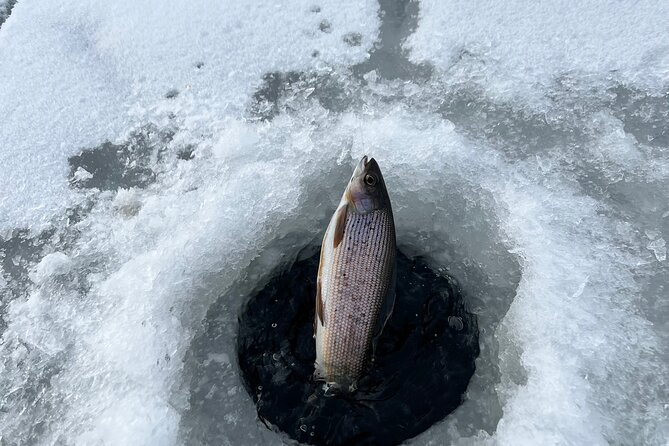 3 Hour Ice Fishing Experience - What You Might Catch Below the Ice