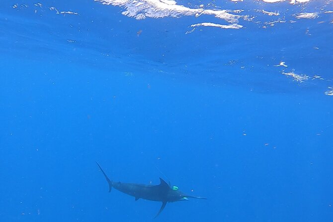 4 Hour Costa Maya Fishing and Snorkeling Experience - Three hours of fishing from Mahahual