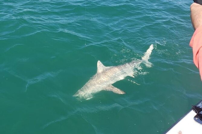 4-hour Fishing Adventure at Belleair Causeway - The catch you might bring home