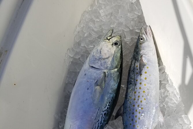 4-hour Fishing Adventure at Belleair Causeway - Who will get the most from this charter