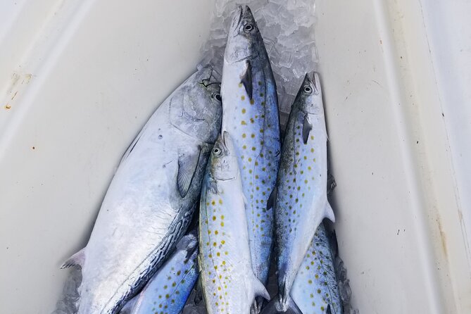 4-hour Fishing Adventure at Belleair Causeway - Weather, timing, and the cancellation window