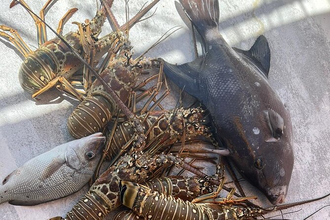 4HR-Halfday Private Fishing Tour in Gracebay - The catch: snapper, grouper, yellowtail, and jacks