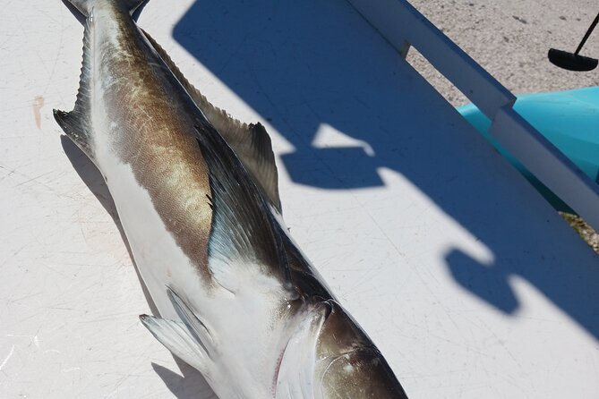 6 Hour Private Fishing Tour in Sarasota with Master Captain Bill - Learning to fish without feeling rushed