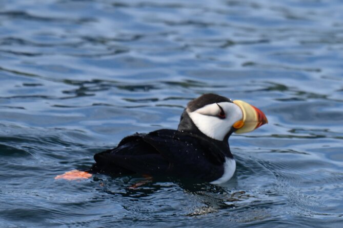 8hr Kenai Fjords Whale Watching Tour w/ 1hr Fishing 16 Passengers - Crew Energy Helps on a Long Outing
