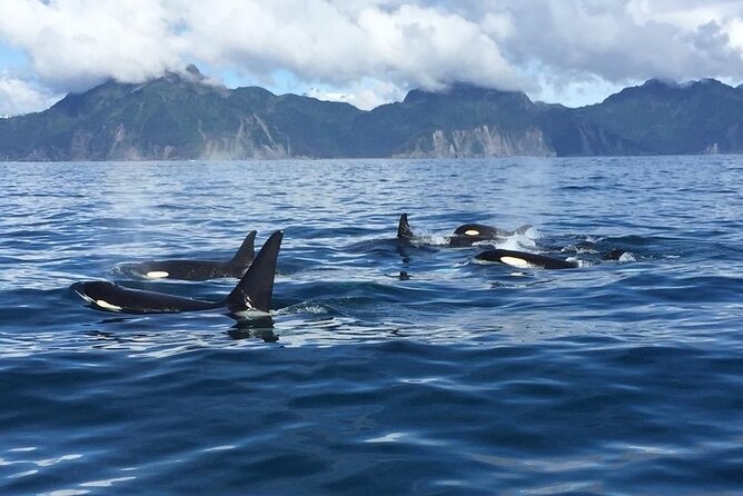 8hr Kenai Fjords Whale Watching Tour w/ 1hr Fishing 16 Passengers - The $459 Price and What You Get