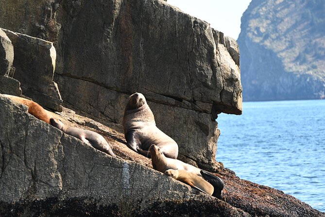8hr Kenai Fjords Whale Watching Tour w/ 1hr Fishing 16 Passengers - Meeting at 7:00 a.m. in Seward