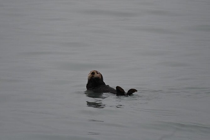 8hr Kenai Fjords Whale Watching Tour w/ 1hr Fishing 16 Passengers - Who Will Like This Seward Trip