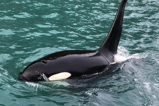 8hr Kenai Fjords Whale Watching Tour w/ 1hr Fishing 16 Passengers - The One-Hour Fishing Session