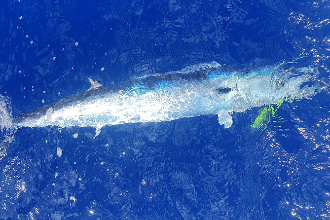 A Day of Big Game Fishing in a small group - Price, timing, and who gets the most value