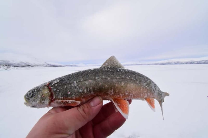 Abisko: Ice Fishing Experience - Where the tour fits in an Abisko visit