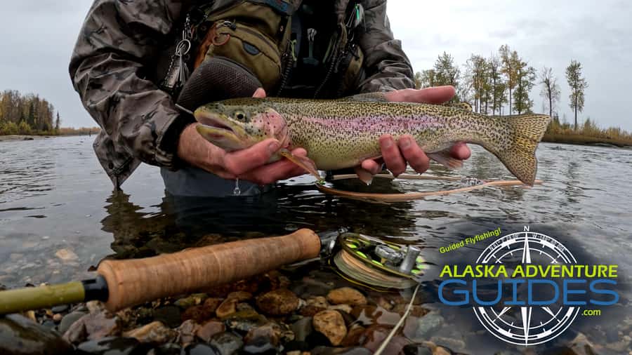 Anchorage: Full-day guided fly-fishing with Hotel Pickup - From Anchorage hotel to quiet Southcentral stream
