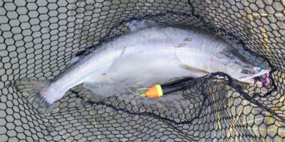 Anchorage: Full-day guided salmon fishing with Hotel Pickup