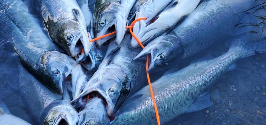Anchorage: Full-day guided salmon fishing with Hotel Pickup - Weather, footing, and physical demands