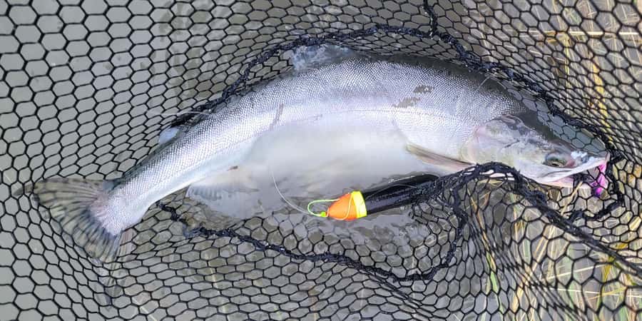 Anchorage: Full-day guided salmon fishing with Hotel Pickup - Five hours beside an Alaskan stream