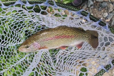 Anchorage Guided Fly-fishing with transportation
