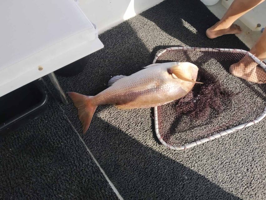 Athens: Fishing Trip Experience on a Boat with Seafood Meal - Fishing the Saronic Gulf