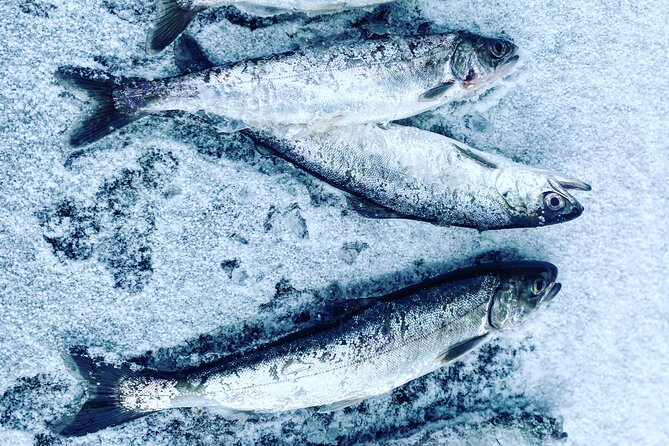 "Aurora Ice" - Ice Fishing & Salmon Dinner Tour - Fishing indoors at 9 p.m. near Fairbanks