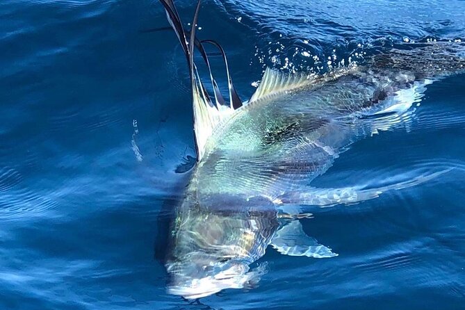 Baja Fishing Dream Roosterfish Dorado Marlin Yellowtail Tuna - Food, water, and the beach meal option