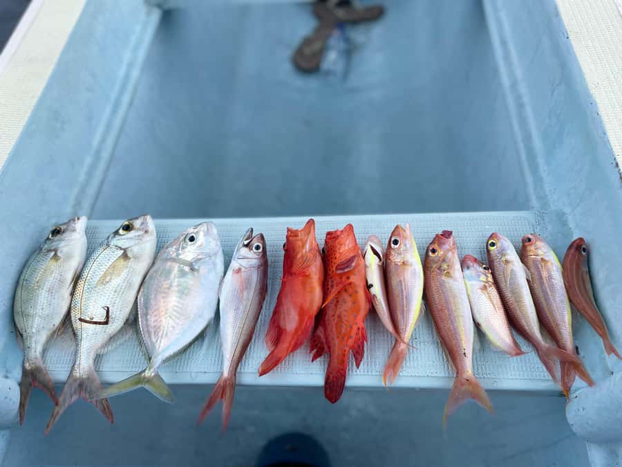 Bali/Lovina: Private Fishing Tour with Snorkeling Option - What a Lovina fishing morning feels like