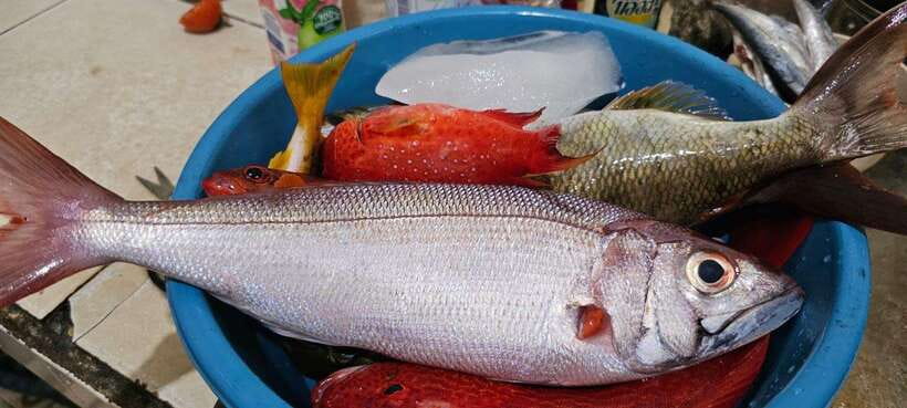 Bali: Private Fishing Trip with Lunch - Who will enjoy this trip most