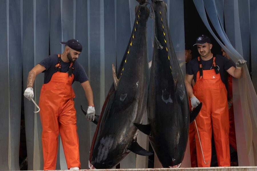 Barbate: Boat Tour to the Almadraba of Conil (Tuna Fishing) - Tuna tasting on the way back