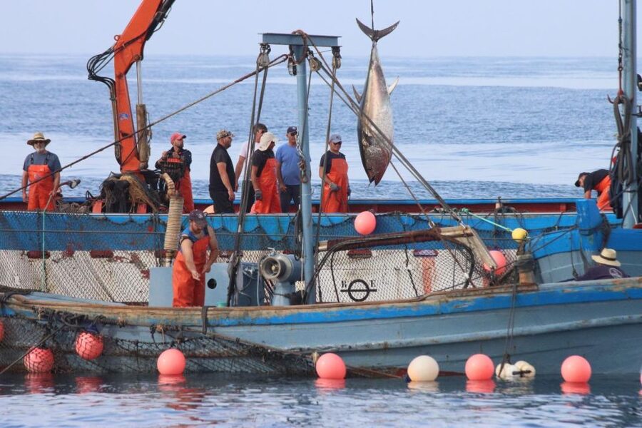 Barbate: Boat Tour to the Almadraba of Conil (Tuna Fishing) - Timing, weather, and the fishing quota