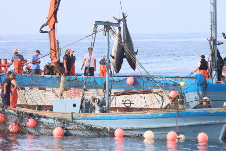Barbate: Boat Tour to the Almadraba of Conil (Tuna Fishing) - Should you book the Almadraba tour?