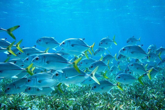 Barrier Reef Snorkel & Fishing Combo - Key points to know before you book