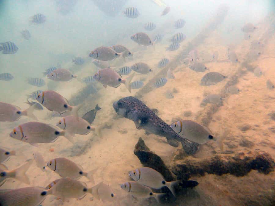 Boa Vista: Motoryacht Trip with Fishing, Snorkel, Beach BBQ - Two hours on the uninhabited island