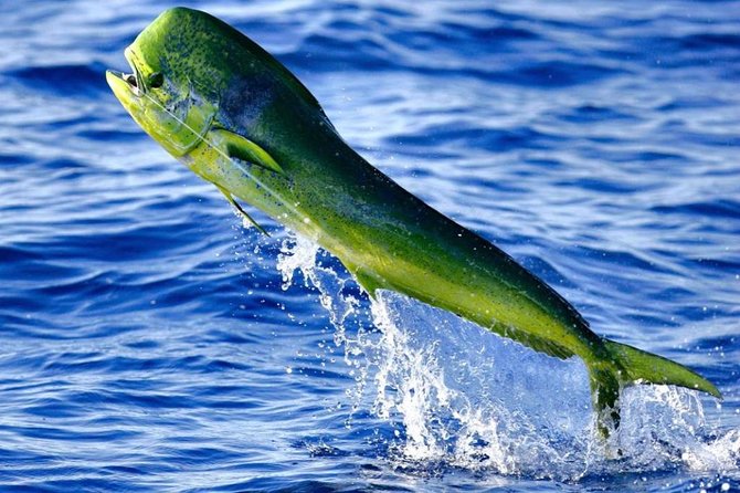 Boca Raton Deep Sea Fishing Trips - Booking, weather, and cancellation rules