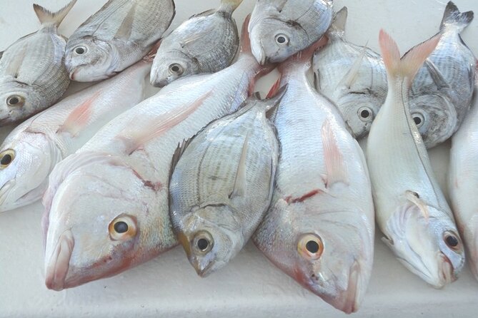 Bottom Fishing Activity from Quarteira - Leaving Vilamoura Marina at 9:00 am
