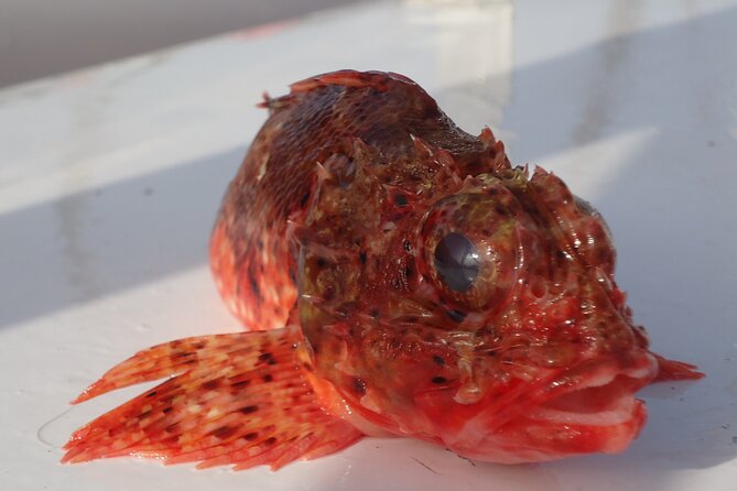 Bottom Fishing Activity from Quarteira - Sea conditions are the key decision