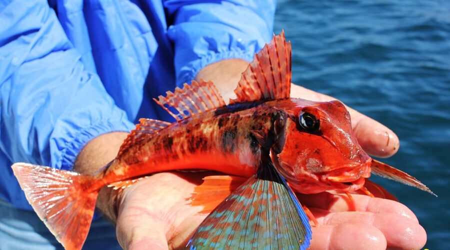 Bottom Fishing Lagos - Who will enjoy this fishing trip most?