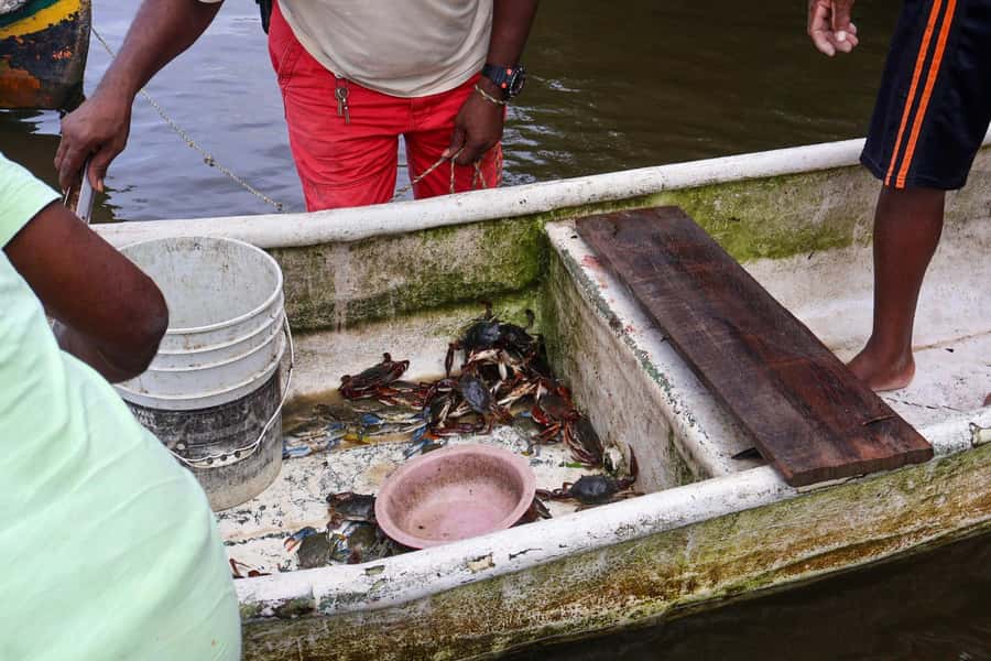 Cartagena: Artisanal fishing through the mangroves - Key points at a glance