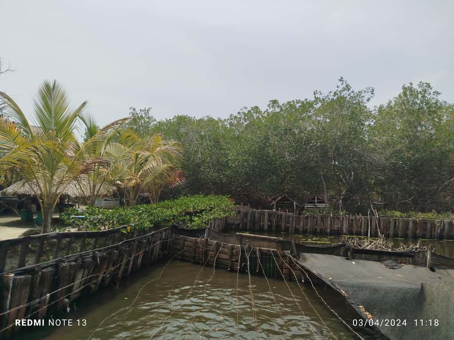 Cartagena: FISHERMEN'S ISLAND IN THE MANGROVES by canoe - Key things to know before booking