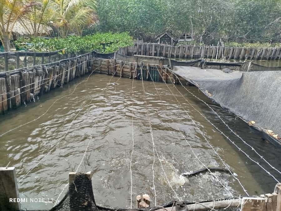 Cartagena: FISHERMEN'S ISLAND IN THE MANGROVES by canoe - Who should book this canoe outing