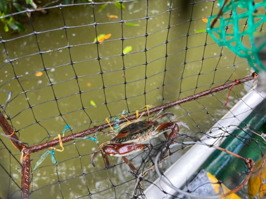 Cartagena Fishing, Crabbing, Birdwatching Experience + Lunch - Why this lagoon trip is different from Cartagena sightseeing