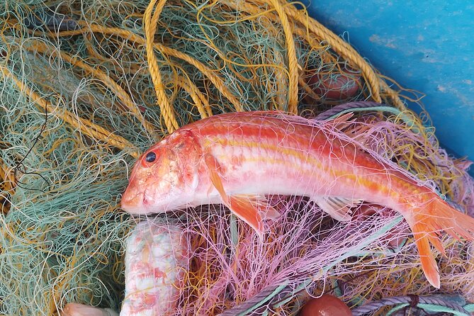 Chania Fishing with Nets Catch and Cook with a Local Fisherman - Meeting Manolis in Kalyves