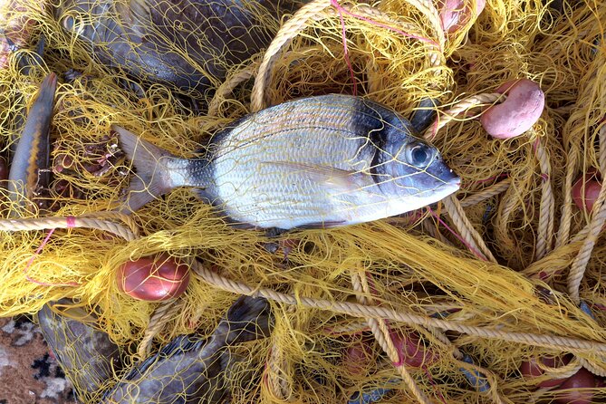 Chania Fishing with Nets Catch and Cook with a Local Fisherman - Who Will Enjoy This Most