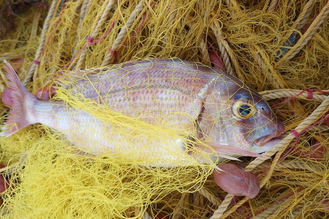 Chania Fishing with Nets Catch and Cook with a Local Fisherman - Is $172.16 a Fair Price?