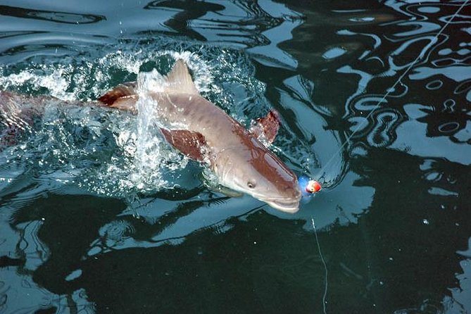Clearwater Inshore Fishing Charter - What a beginner can expect from the guide