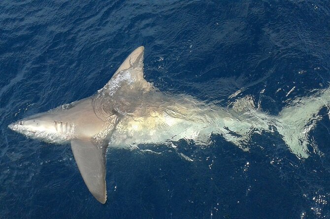 Deep sea fishing charters in Fort Lauderdale aboard 52' Hatteras - What the crew adds to the day