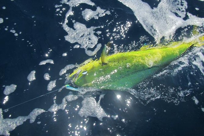 Deep Sea Fishing for 5 Hours from Cabo San Lucas - Trolling, not casting