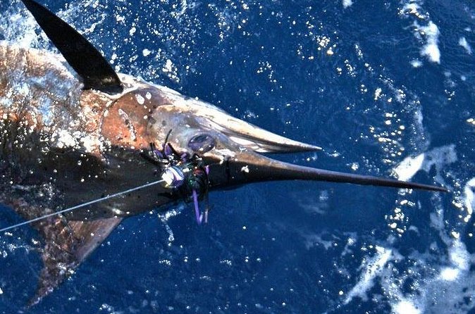 Deep Sea Fishing Private Boat Charter in San Juan - The crew, from first greeting to final return