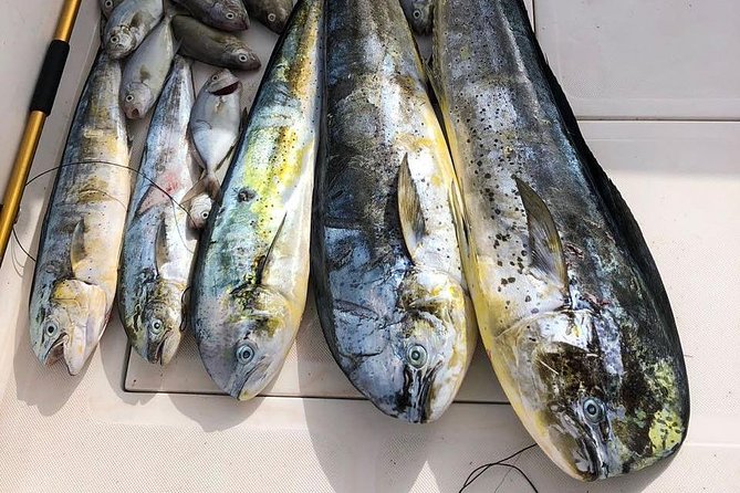 Deep Sea Fishing Tour - Mahi mahi, first catches, and the luck factor