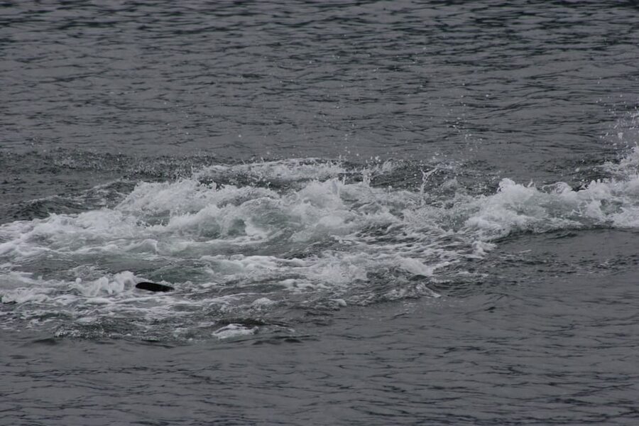 Ear Mountain Charters tours: whale watching or fishing - Alaska Fishing With Gear Supplied
