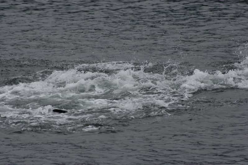 Ear Mountain Charters tours: whale watching or fishing - Why the Six-Person Limit Matters