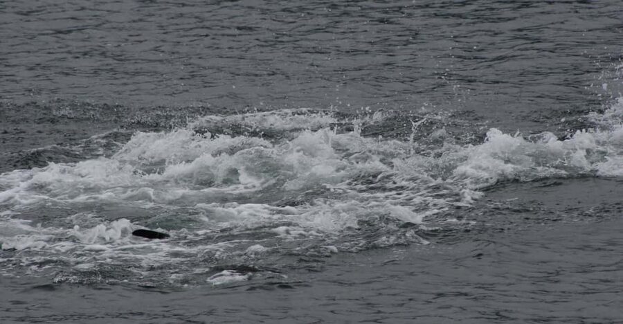 Ear Mountain Charters tours: whale watching or fishing - The Return to Icy Strait Point